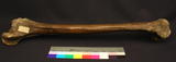 Click for Details